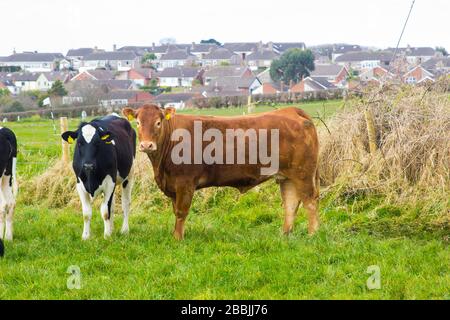 Friesian Cattle with a bull and calves grazing in the corner of a field near Groomsport village in North Down Northern Ireland Stock Photo