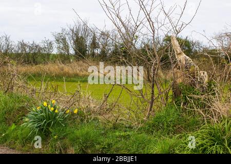 A bunch of self seeded yellow Daffodils on a roadside grass verge in County Down Northern Ireland Stock Photo