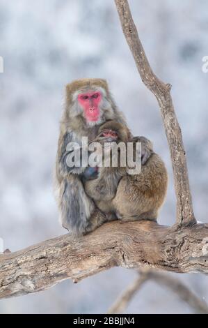 Japanese Macaque or Snow Monkey (Macaca fuscata); mother and young in snow, Japan, by Dominique Bruad/Dembinsky Photo Assoc Stock Photo