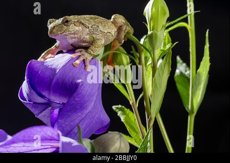 Gray Tree Frog (Hyla versicolor) on flowering balloon flower (Platycodon grandiflorus), midwestern USA, by Dominique Braud/Dembinsky Photo Assoc Stock Photo