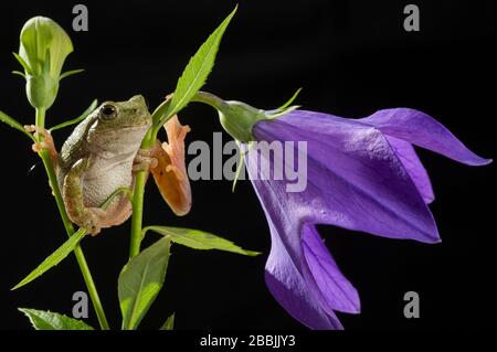 Gray Tree Frog (Hyla versicolor) on flowering balloon flower (Platycodon grandiflorus), midwestern USA, by Dominique Braud/Dembinsky Photo Assoc Stock Photo