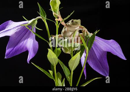 Gray Tree Frog (Hyla versicolor) on flowering balloon flower (Platycodon grandiflorus), midwestern USA, by Dominique Braud/Dembinsky Photo Assoc Stock Photo