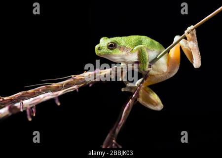 Gray Tree Frog (Hyla versicolor), midwestern USA, by Dominique Braud/Dembinsky Photo Assoc Stock Photo