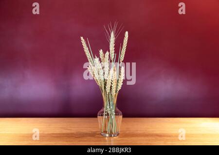 Bunch of golden wheats in small glass transparent vase on the table, burgundy purple background. Wheat ears . Little bouquet of dried wheat. Stock Photo