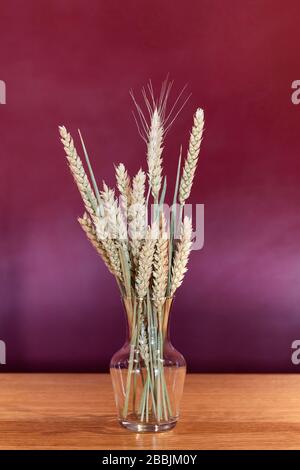 Bunch of golden wheats in small glass transparent vase on the table, burgundy purple background. Wheat ears . Little bouquet of dried wheat. Stock Photo