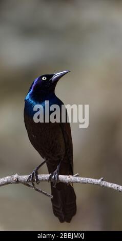 A common grackle perches on a branch. Stock Photo