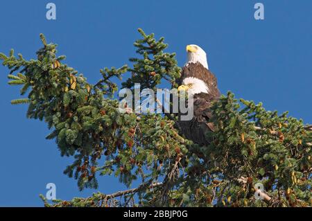 Two Bald eagles (Haliaeetus leucocephalus)in an evergreen tree against a blue sky. Stock Photo
