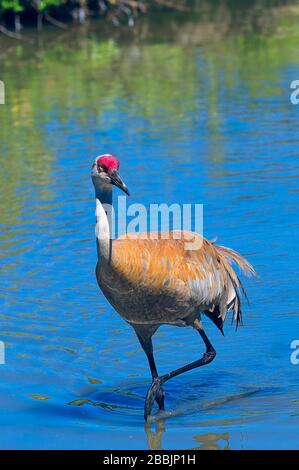 A Sandhill Crane (Antigone canadensis) wading in a pond. Stock Photo