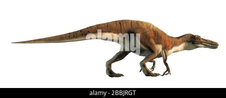 Baryonyx was a large carnivorous spinosaurid theropod dinosaur that lived in Cretaceous era Europe. It likely at fish and was semi-aquatic. Stock Photo