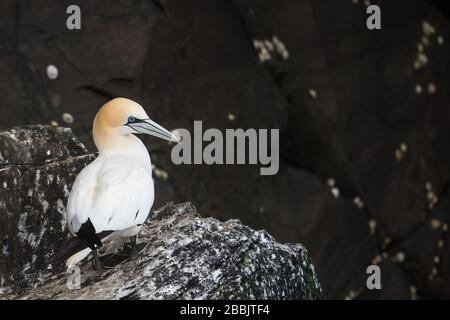 Northern gannets, Noss NNR, Shetland, UK Stock Photo