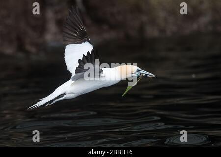 Northern gannets, Noss NNR, Shetland, UK Stock Photo