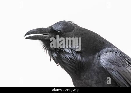 Common Raven, Corvus corax, calling while foraging near Pueblo Bonito in Chaco Culture National Historical Park, New Mexico, USA Stock Photo