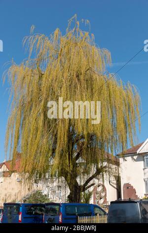 a close up view of a bright weeping willow tree with the blue sky in the back ground Stock Photo