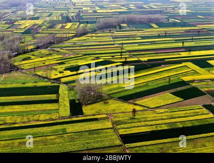 Beijing, China. 30th Mar, 2020. Aerial photo taken on March 30, 2020 shows cole flower fields in Maozhuang Village, Huaibin County of central China's Henan Province. Credit: Li An/Xinhua/Alamy Live News Stock Photo