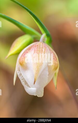 Close up at a white globe lily, Calochortus albus, Point Lobos State Natural Reserve, California, USA. Stock Photo