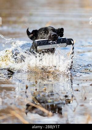 A Black Labrador Retriever training on a spring day Stock Photo