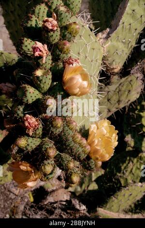 Cactus flowers Mexico Stock Photo