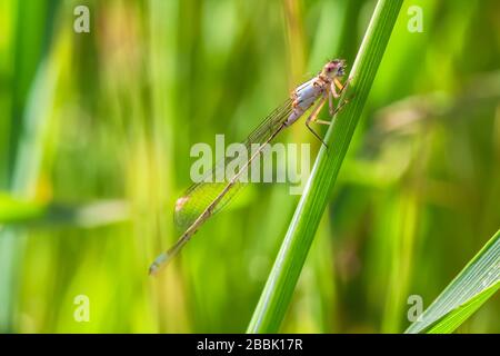 Female Pacific forktail, Ischnura cervula, perches among the grass in Point Reyes National Seashore, California, United States. Stock Photo