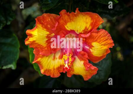 A beautiful tropical orange, yellow and pink hibiscus flower growing on the big island in Hawaii USA Stock Photo