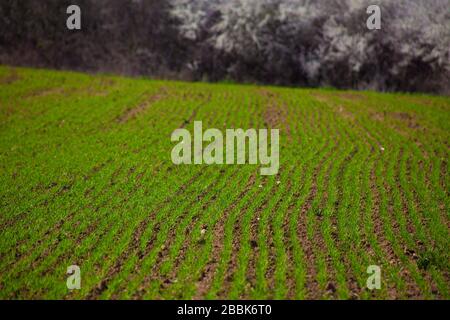 tele photo lens shot of a blurred corn field with front focus with trees in a shadow background Stock Photo