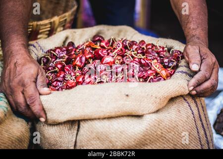 Dried red chilli peppers. Old man hands holding a big handful of spicy red chilli on red chilli background for cooking.food concept. Top view. Street Stock Photo