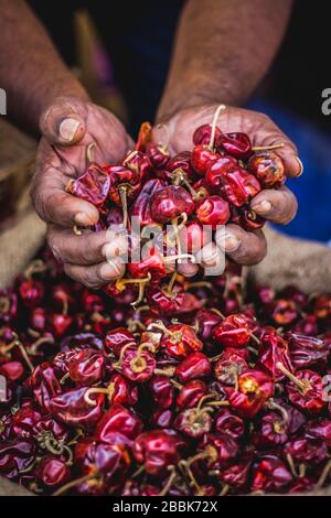 Holding red chili on hand .Dried red chilli peppers. Old man hands holding a big handful of spicy red chilli on red chilli background for cooking. dry Stock Photo