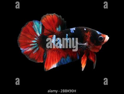 Betta Black Koi Halfmoon Plakat HMPK Male or Plakat Fighting Fish Splendens On Black Background. Stock Photo