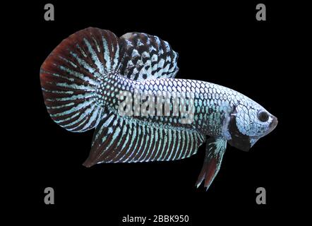 Betta Alien Wild Male or Plakat Fighting Fish Splendens On Black