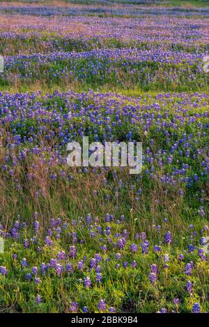 Beautiful field of blue bonnets blooming during a bright pink spring sunset outside of Dallas, Texas. Stock Photo
