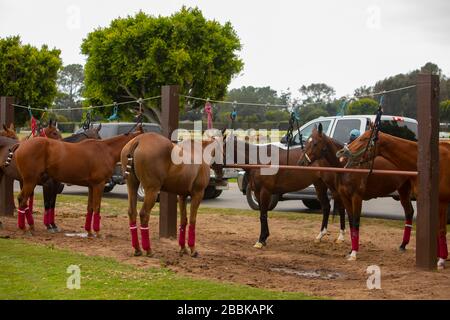 Santa Barbara Polo  Club Stock Photo