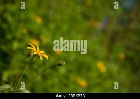 Stunning flowers forming a beautiful background Stock Photo