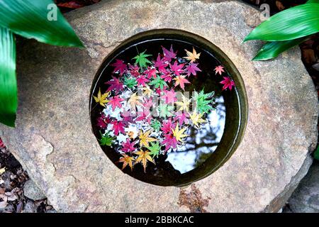Colorful maple leaves floating on the water in the stone Stock Photo