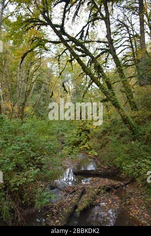 View of the forest at Tryon Creek State Natural Area, a state park in the city of, Portland, Oregon, USA. Stock Photo