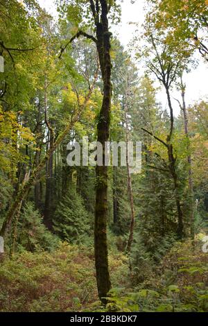 View of the forest at Tryon Creek State Natural Area, a state park in the city of, Portland, Oregon, USA. Stock Photo