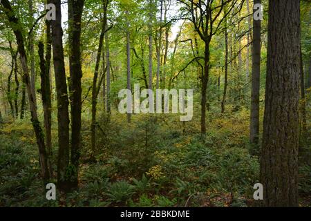 View of the forest at Tryon Creek State Natural Area, a state park in the city of, Portland, Oregon, USA. Stock Photo