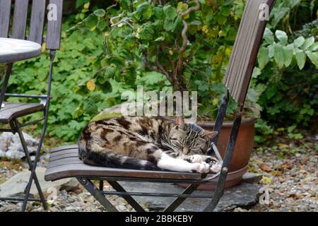 Precious the rescued tabby cat sleeping on a patio chair in her garden Stock Photo