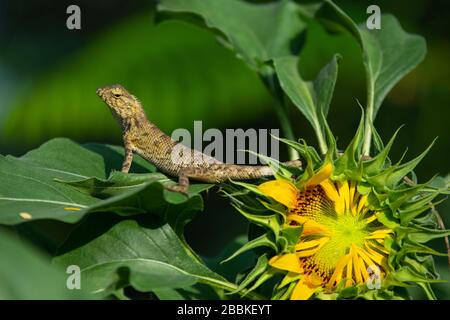 Image of chameleon sunbathing on sunflower. Stock Photo