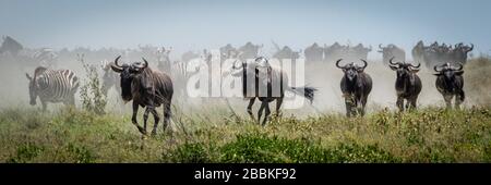 Panorama of blue wildebeest galloping past zebra Stock Photo