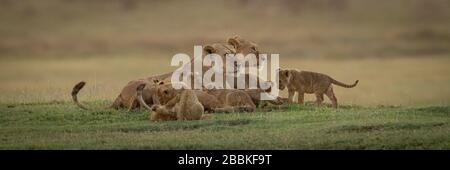 Panorama of two lionesses lying with cubs Stock Photo