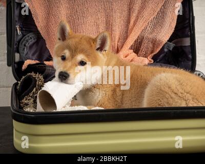 puppy shiba inu closeup horizontal Stock Photo