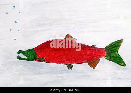 Child pencil hand drawing. Salmon male fish. Stock Photo