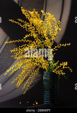 A sprig of Mimosa in a glass on a dark background. Stock Photo