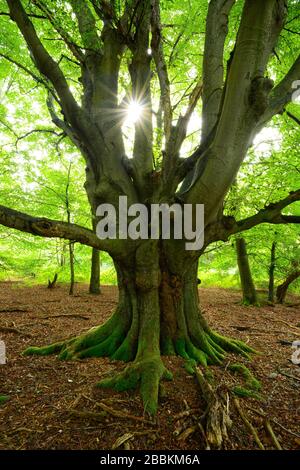 The sun shines through a huge Common beech (Fagus sylvatica) in the forest, old hut tree, Sababurg Primeval Forest, Reinhardswald, Hesse, Germany Stock Photo