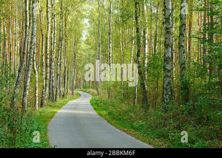Narrow single-lane country road meanders through typical North German mixed forest of pines and birches, Mecklenburg-Western Pomerania, Germany Stock Photo