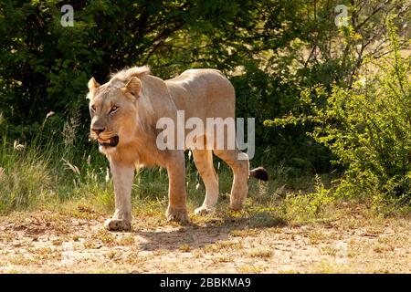 A lioness, Panthera leo, walking through grass, with her cubs trailing ...
