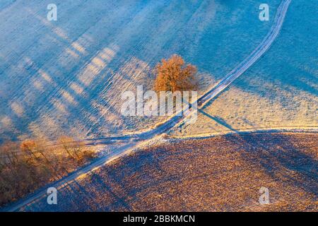 Field paths and oak with hoarfrost in morning light, near Icking, drone shot, Upper Bavaria, Bavaria, Germany