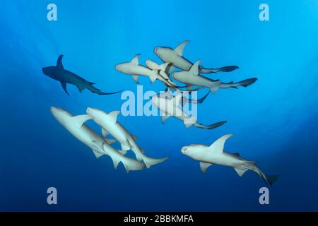 Swarm Tawny nurse sharks (Nebrius ferrugineus), female and male, from below, ten, Indian Ocean, Maldives Stock Photo