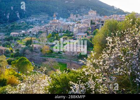 Almond blossom, Valldemossa with the church of Sant Bartomeu and the Carthusian monastery of Sa Cartoixa, Serra de Tramuntana, Majorca, Balearic Stock Photo