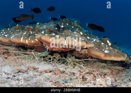 Painted rock crayfish (Panulirus versicolor) in hiding, damaged Porites hard coral (Porites lobata) with white spots, three, Indian Ocean, Maldives Stock Photo