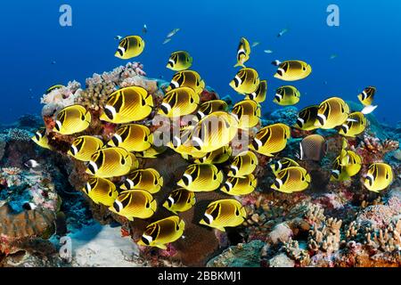 Swarm Raccoon butterflyfishes (Chaetodon lunula), Indian Ocean, Maldives Stock Photo